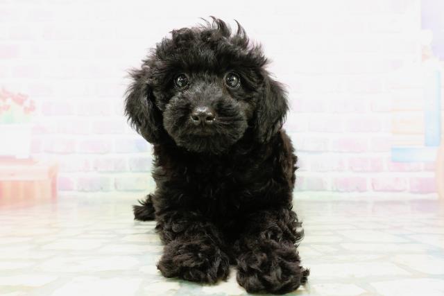 東京都のトイプードル(トイ) (Coo&RIKU高円寺店/2026年5月4日生まれ/女の子/ブラック)の子犬の1枚目の画像