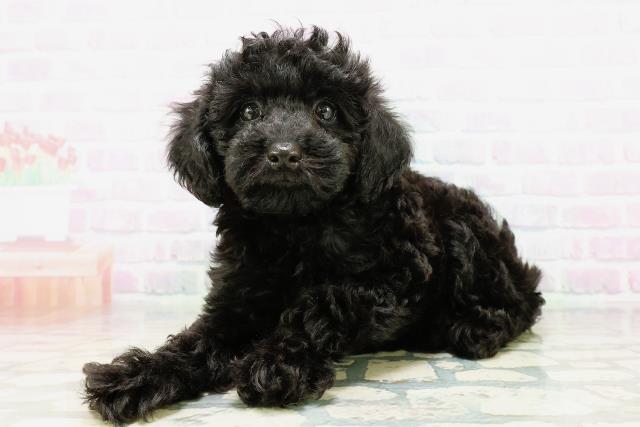 東京都のトイプードル(トイ) (Coo&RIKU高円寺店/2026年5月4日生まれ/女の子/ブラック)の子犬の2枚目の画像