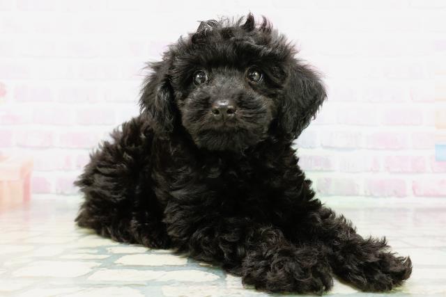 東京都のトイプードル(トイ) (Coo&RIKU高円寺店/2026年5月4日生まれ/女の子/ブラック)の子犬の3枚目の画像