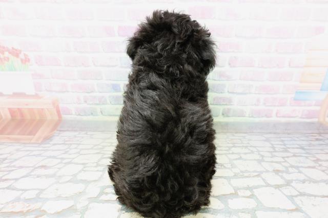 東京都のトイプードル(トイ) (Coo&RIKU高円寺店/2026年5月4日生まれ/女の子/ブラック)の子犬の4枚目の画像