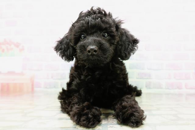 福島県のトイプードル(トイ) (Coo&RIKU会津若松店/2026年5月4日生まれ/女の子/ブラック)の子犬の1枚目の画像
