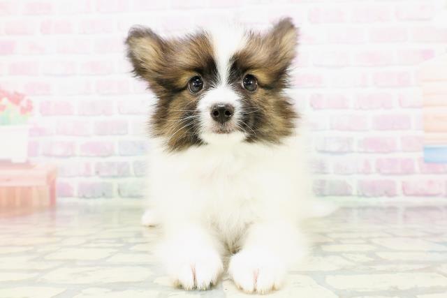 福島県のパピヨン (Coo&RIKU郡山店/2026年5月5日生まれ/男の子/ホワイトブラウン)の子犬の1枚目の画像