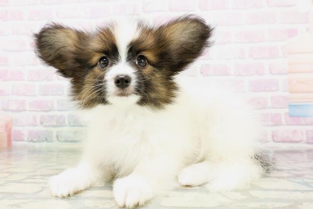 福島県のパピヨン (Coo&RIKU郡山店/2026年5月5日生まれ/男の子/ホワイトブラウン)の子犬の2枚目の画像