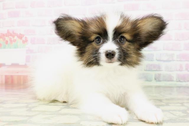 福島県のパピヨン (Coo&RIKU郡山店/2026年5月5日生まれ/男の子/ホワイトブラウン)の子犬の3枚目の画像