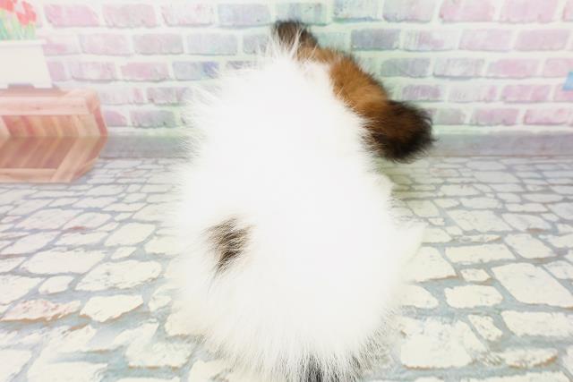 福島県のパピヨン (Coo&RIKU郡山店/2026年5月5日生まれ/男の子/ホワイトブラウン)の子犬の4枚目の画像