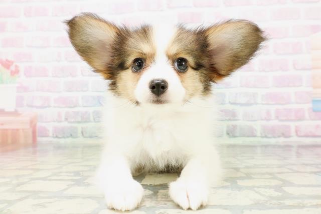 福島県のパピヨン (Coo&RIKU郡山店/2026年5月5日生まれ/女の子/ホワイトブラウン)の子犬の1枚目の画像