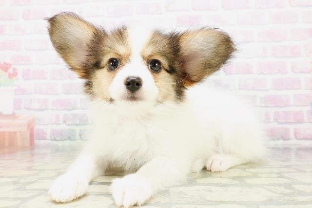 福島県のパピヨン (Coo&RIKU郡山店/2026年5月5日生まれ/女の子/ホワイトブラウン)の子犬の2枚目の画像