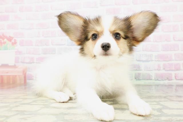福島県のパピヨン (Coo&RIKU郡山店/2026年5月5日生まれ/女の子/ホワイトブラウン)の子犬の3枚目の画像