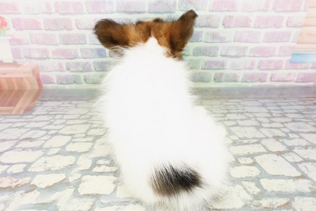 福島県のパピヨン (Coo&RIKU郡山店/2026年5月5日生まれ/女の子/ホワイトブラウン)の子犬の4枚目の画像