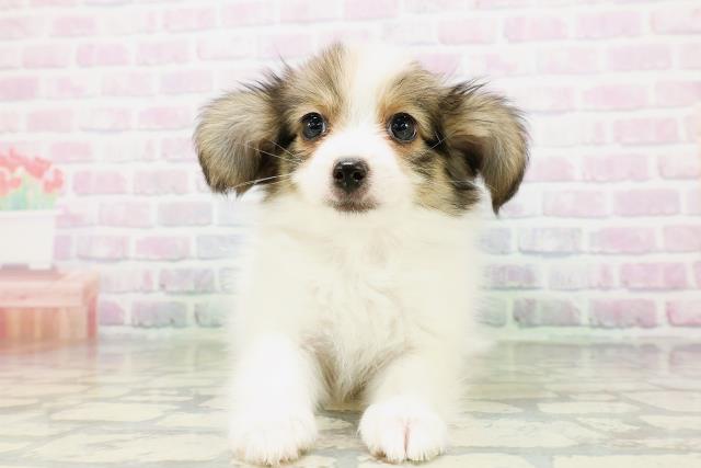 栃木県のパピヨン (Coo&RIKU宇都宮店/2026年5月5日生まれ/女の子/ホワイトブラウン)の子犬の1枚目の画像