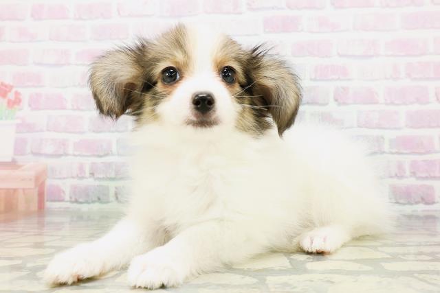栃木県のパピヨン (Coo&RIKU宇都宮店/2026年5月5日生まれ/女の子/ホワイトブラウン)の子犬の2枚目の画像