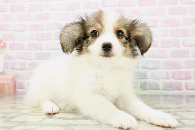 栃木県のパピヨン (Coo&RIKU宇都宮店/2026年5月5日生まれ/女の子/ホワイトブラウン)の子犬の3枚目の画像
