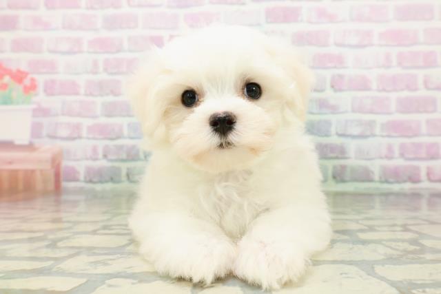 群馬県のマルチーズ (Coo&RIKU高崎店/2026年5月7日生まれ/男の子/ホワイト)の子犬の1枚目の画像