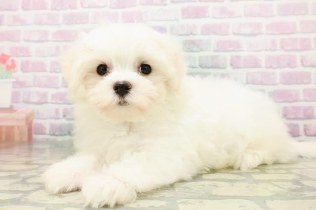 群馬県のマルチーズ (Coo&RIKU高崎店/2026年5月7日生まれ/男の子/ホワイト)の子犬の2枚目の画像