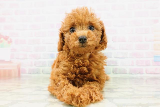東京都のトイプードル(トイ) (Coo&RIKU新小岩店/2026年5月9日生まれ/女の子/レッド)の子犬の1枚目の画像