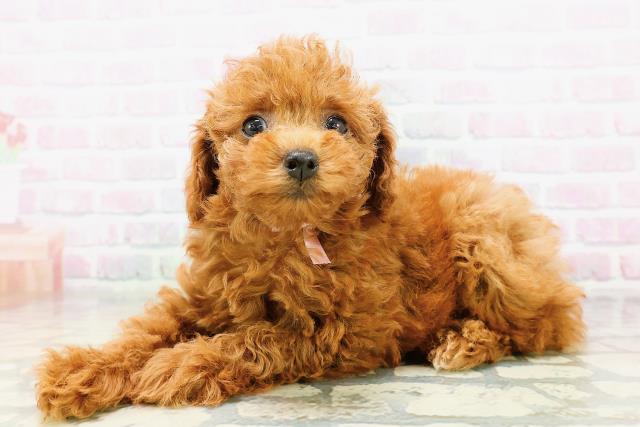東京都のトイプードル(トイ) (Coo&RIKU新小岩店/2026年5月9日生まれ/女の子/レッド)の子犬の2枚目の画像