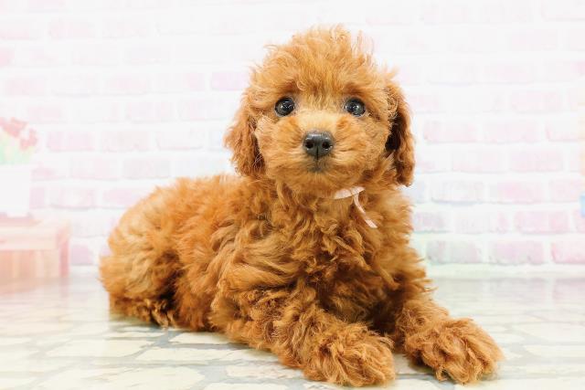 東京都のトイプードル(トイ) (Coo&RIKU新小岩店/2026年5月9日生まれ/女の子/レッド)の子犬の3枚目の画像