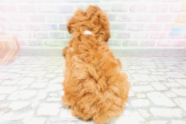 東京都のトイプードル(トイ) (Coo&RIKU新小岩店/2026年5月9日生まれ/女の子/レッド)の子犬の4枚目の画像