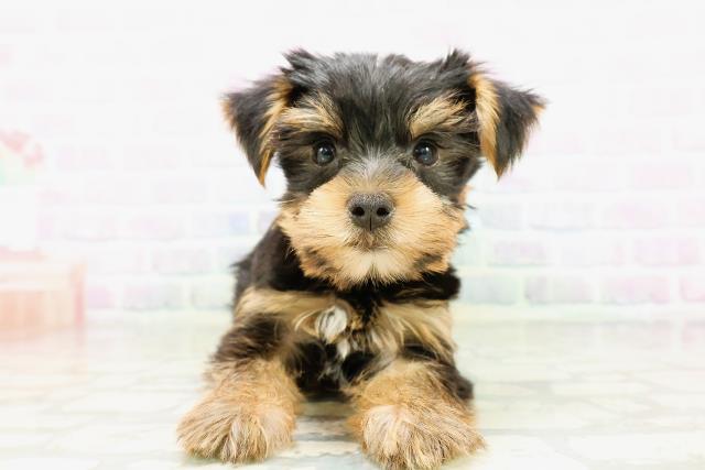 群馬県のヨークシャーテリア (Coo&RIKU前橋店/2026年5月9日生まれ/男の子/スチールブルータン)の子犬の1枚目の画像