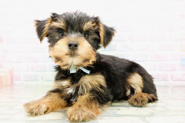 群馬県のヨークシャーテリア (Coo&RIKU前橋店/2026年5月9日生まれ/男の子/スチールブルータン)の子犬の2枚目の画像