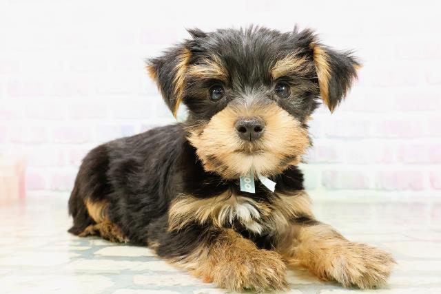 群馬県のヨークシャーテリア (Coo&RIKU前橋店/2026年5月9日生まれ/男の子/スチールブルータン)の子犬の3枚目の画像