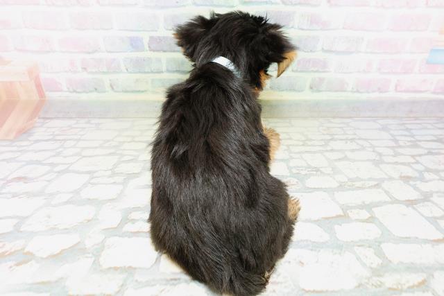 群馬県のヨークシャーテリア (Coo&RIKU前橋店/2026年5月9日生まれ/男の子/スチールブルータン)の子犬の4枚目の画像