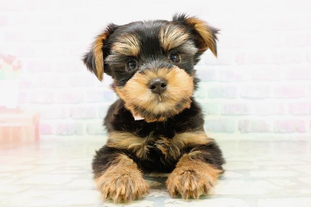 北海道のヨークシャーテリア (Coo&RIKU旭川店/2026年5月9日生まれ/女の子/スチールブルータン)の子犬の1枚目の画像