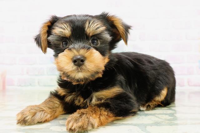 北海道のヨークシャーテリア (Coo&RIKU旭川店/2026年5月9日生まれ/女の子/スチールブルータン)の子犬の2枚目の画像