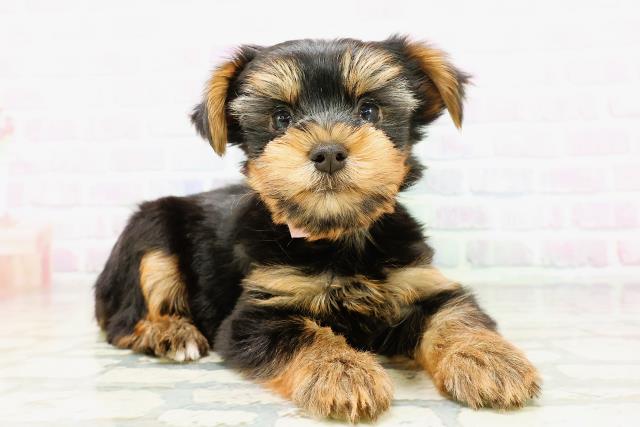 北海道のヨークシャーテリア (Coo&RIKU旭川店/2026年5月9日生まれ/女の子/スチールブルータン)の子犬の3枚目の画像