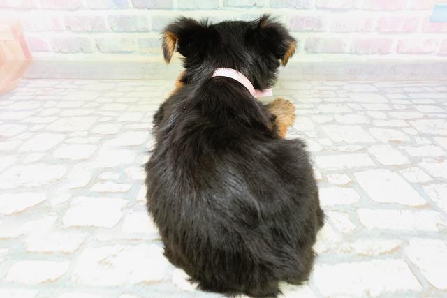北海道のヨークシャーテリア (Coo&RIKU旭川店/2026年5月9日生まれ/女の子/スチールブルータン)の子犬の4枚目の画像