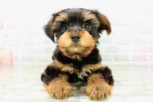 埼玉県のヨークシャーテリア (Coo&RIKU川越店/2026年5月9日生まれ/女の子/スチールブルータン)の子犬の1枚目の画像