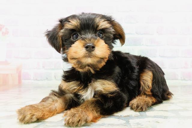 埼玉県のヨークシャーテリア (Coo&RIKU川越店/2026年5月9日生まれ/女の子/スチールブルータン)の子犬の2枚目の画像