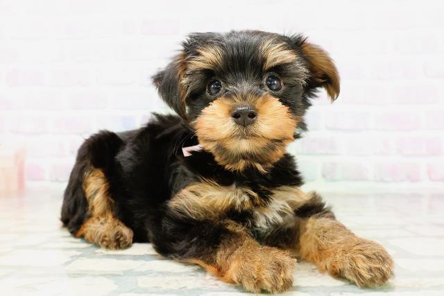 埼玉県のヨークシャーテリア (Coo&RIKU川越店/2026年5月9日生まれ/女の子/スチールブルータン)の子犬の3枚目の画像