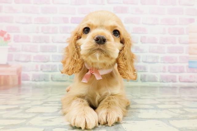 千葉県のアメリカンコッカースパニエル (Coo&RIKU南柏店/2026年5月10日生まれ/女の子/バフ)の子犬の1枚目の画像