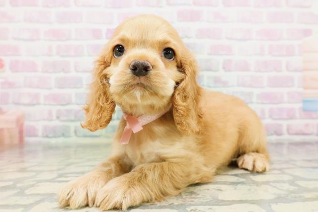千葉県のアメリカンコッカースパニエル (Coo&RIKU南柏店/2026年5月10日生まれ/女の子/バフ)の子犬の2枚目の画像