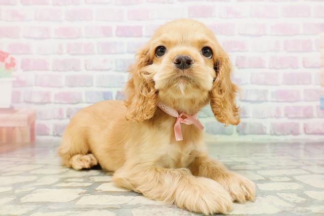 千葉県のアメリカンコッカースパニエル (Coo&RIKU南柏店/2026年5月10日生まれ/女の子/バフ)の子犬の3枚目の画像