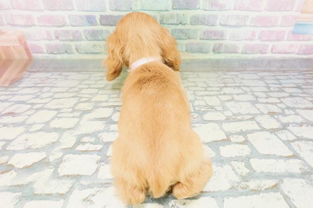 千葉県のアメリカンコッカースパニエル (Coo&RIKU南柏店/2026年5月10日生まれ/女の子/バフ)の子犬の4枚目の画像