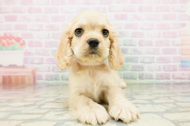 栃木県のアメリカンコッカースパニエル (Coo&RIKU小山店/2026年5月10日生まれ/女の子/バフ)の子犬の1枚目の画像