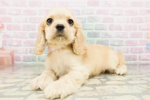 栃木県のアメリカンコッカースパニエル (Coo&RIKU小山店/2026年5月10日生まれ/女の子/バフ)の子犬の2枚目の画像