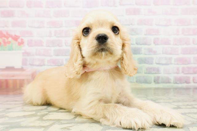 栃木県のアメリカンコッカースパニエル (Coo&RIKU小山店/2026年5月10日生まれ/女の子/バフ)の子犬の3枚目の画像