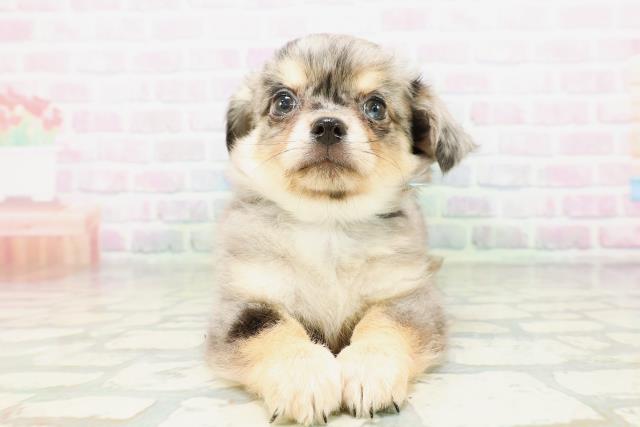 東京都のチワワ(ロング) (Coo&RIKU立川店/2026年5月10日生まれ/男の子/ブルーマール)の子犬の1枚目の画像