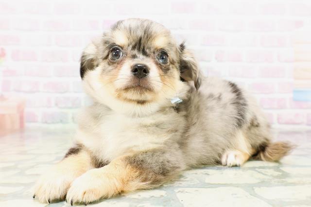 東京都のチワワ(ロング) (Coo&RIKU立川店/2026年5月10日生まれ/男の子/ブルーマール)の子犬の2枚目の画像