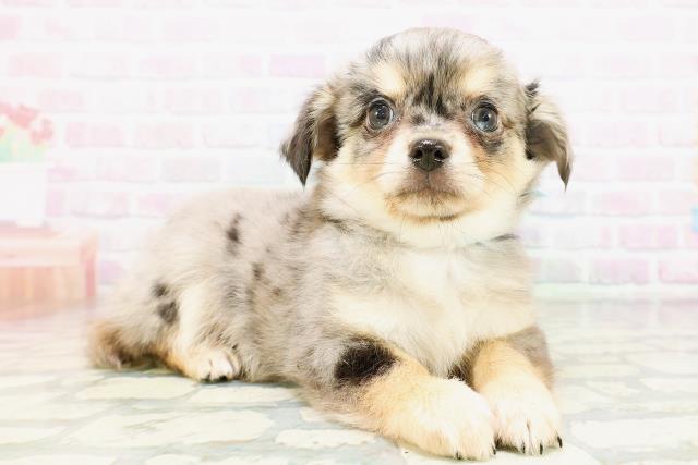 東京都のチワワ(ロング) (Coo&RIKU立川店/2026年5月10日生まれ/男の子/ブルーマール)の子犬の3枚目の画像