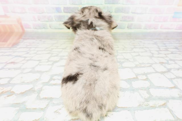 東京都のチワワ(ロング) (Coo&RIKU立川店/2026年5月10日生まれ/男の子/ブルーマール)の子犬の4枚目の画像
