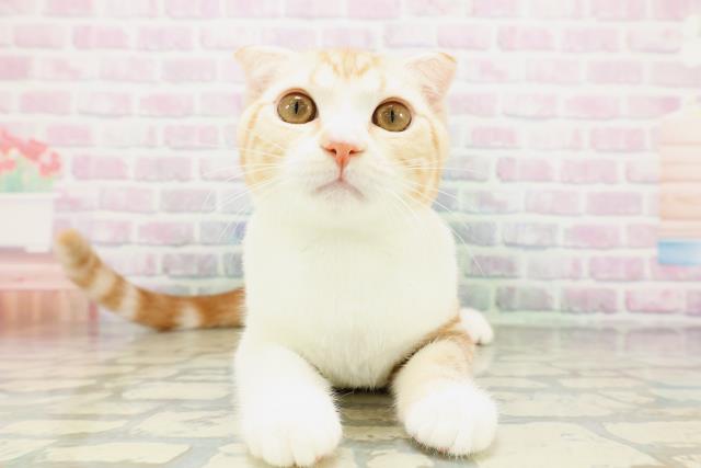 スコティッシュフォールド