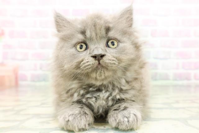 福島県のブリティッシュロングヘアー (Coo&RIKU福島店/2026年5月9日生まれ/男の子/ブルー)の子猫の1枚目の画像