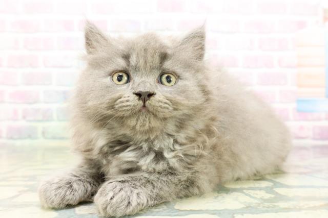 福島県のブリティッシュロングヘアー (Coo&RIKU福島店/2026年5月9日生まれ/男の子/ブルー)の子猫の2枚目の画像