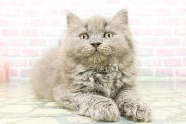 福島県のブリティッシュロングヘアー (Coo&RIKU福島店/2026年5月9日生まれ/男の子/ブルー)の子猫の3枚目の画像