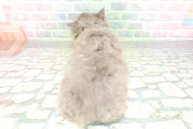 福島県のブリティッシュロングヘアー (Coo&RIKU福島店/2026年5月9日生まれ/男の子/ブルー)の子猫の4枚目の画像