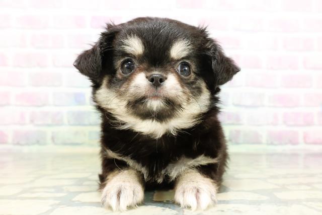東京都のチワワ(ロング) (Coo&RIKU吉祥寺店/2026年5月11日生まれ/女の子/ブラックタン)の子犬の1枚目の画像